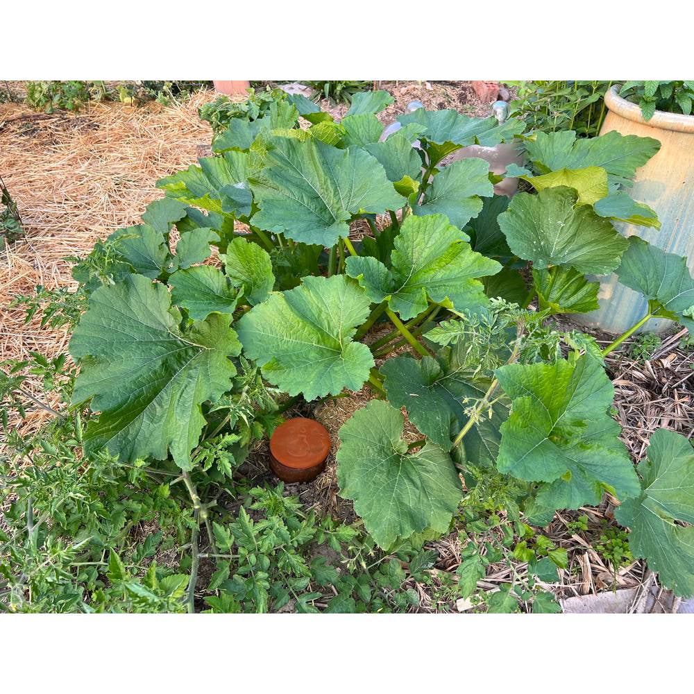 Terra Cotta Watering Pot, Medium, 1.5 Qt O15111