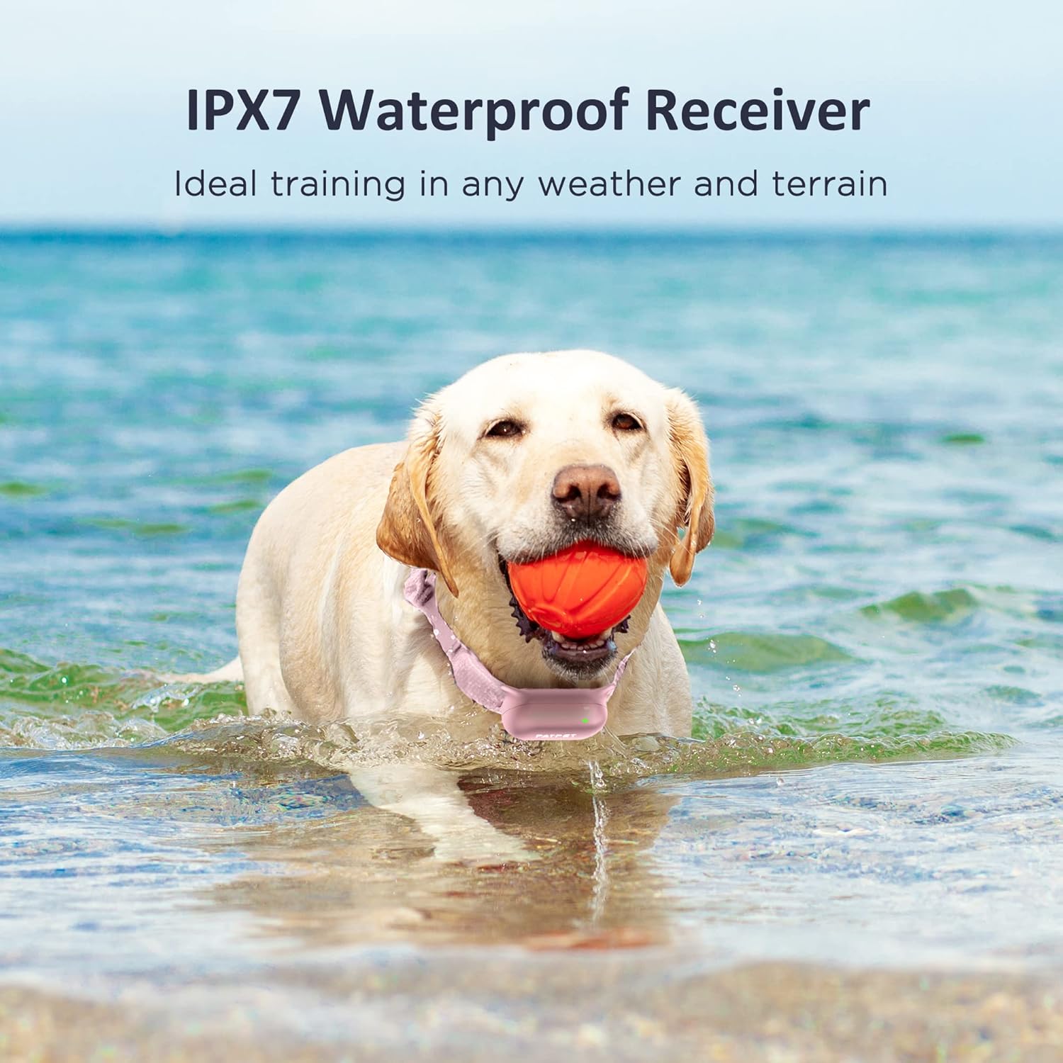Rechargeable Waterproof Dog Training Collar with Remote, Pack of 2 F11763