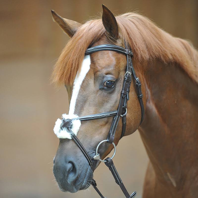Bridle W175