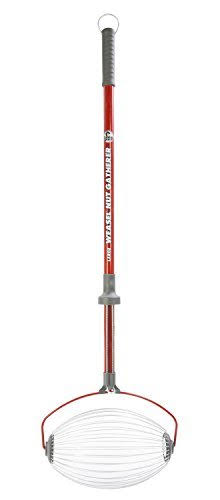 Large Nut Gatherer Y578522